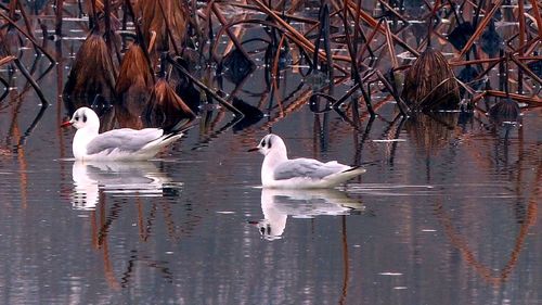 View of seagulls in lake