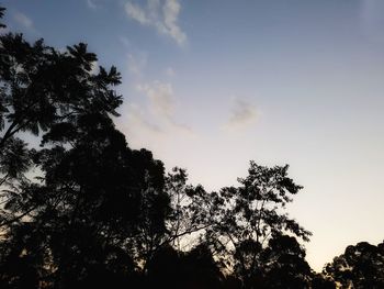 Low angle view of silhouette trees against sky