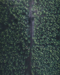Low angle view of trees in forest
