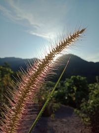 Close-up of plant on field against bright sky