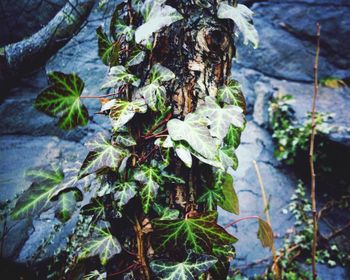 Close-up of leaves