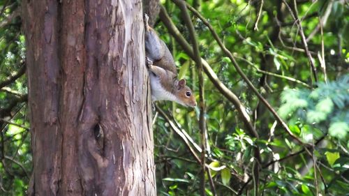 Bird perching on tree trunk in forest