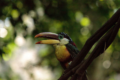 Close-up of bird perching