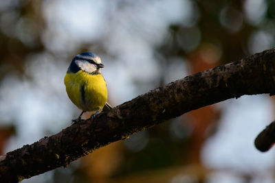 Close-up of bird perching on tree