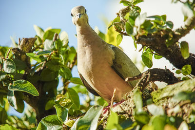 Low angle view of bird perching on tree