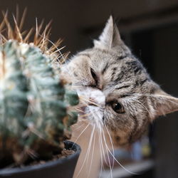 Close-up of cat looking away