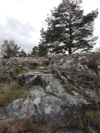 Trees growing on rocks against sky