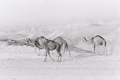 Camels in desert film