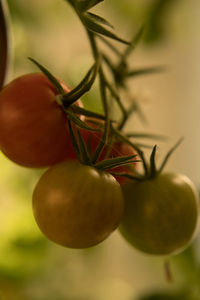 Close-up of fruit