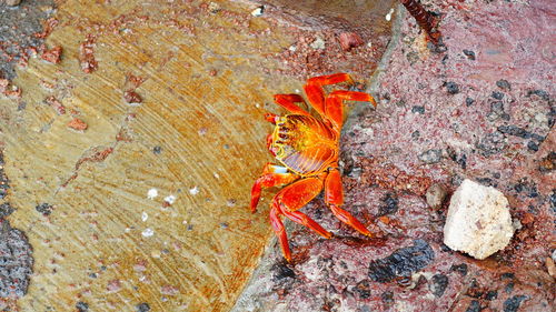 Close-up of red crab