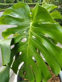 High angle view of green leaves