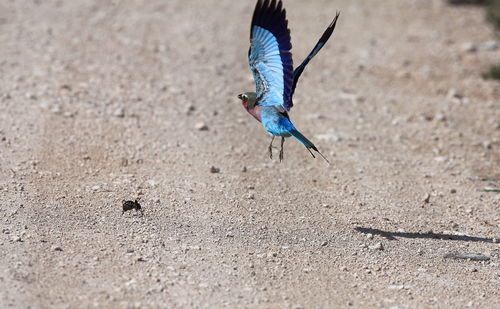 Lilac-breasted roller flying over field on sunny day