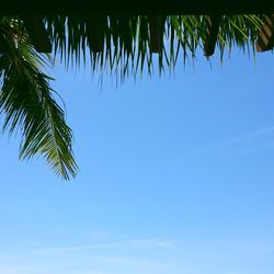 Low angle view of trees against blue sky