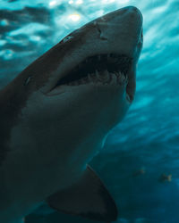 Close-up of a shark