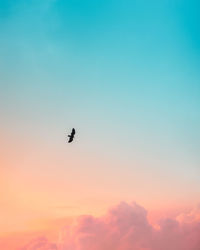 Flying bird silhouette