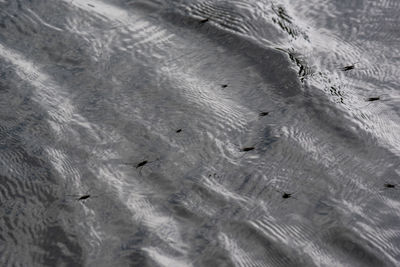 High angle view of insects on water