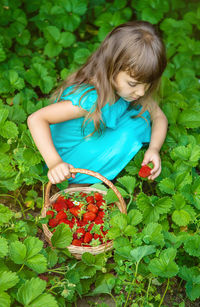 High angle view of girl picking apples on field