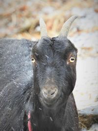 Portrait of black lamancha goat