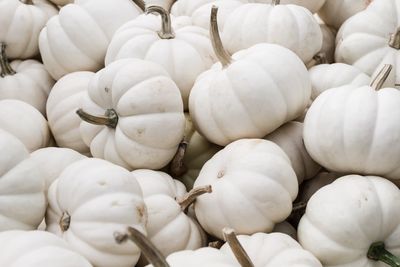 Full frame shot of white pumpkins