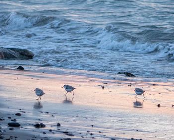 Birds on shore at beach during sunset