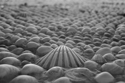 Close-up of shells on beach