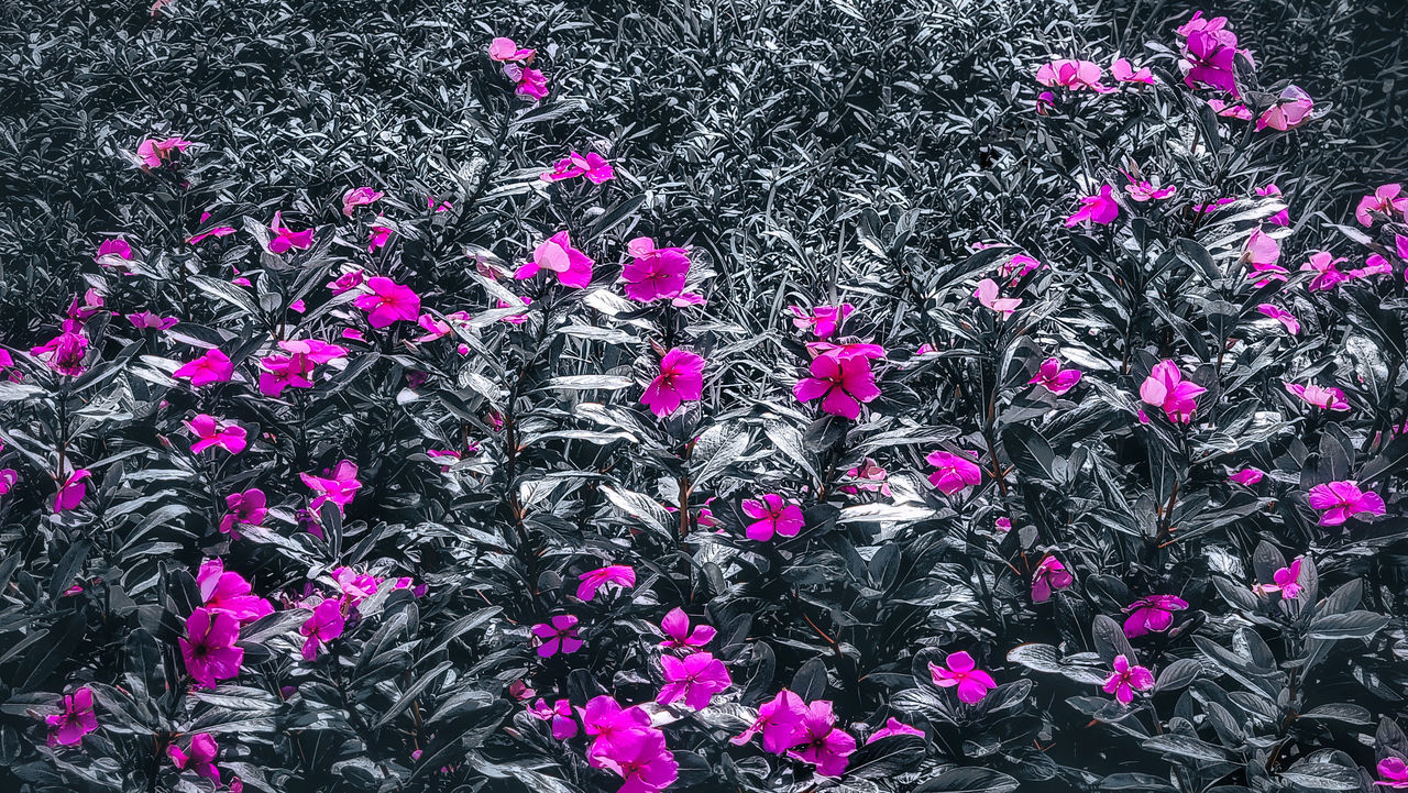 CLOSE-UP OF PINK FLOWERING PLANTS