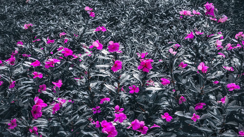 High angle view of pink flowering plants