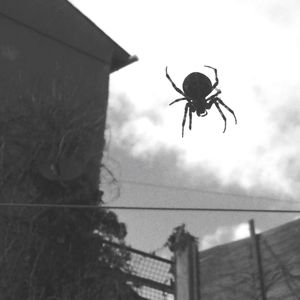 Low angle view of spider flying against sky