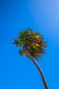 Low angle view of coconut palm tree against clear blue sky