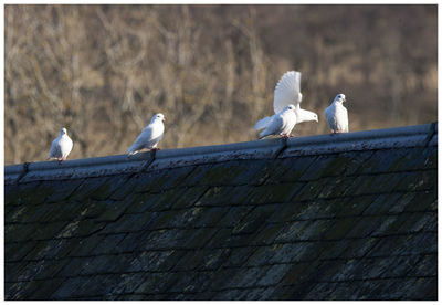 Seagulls perching