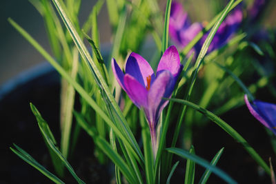 Close-up of purple crocus plant