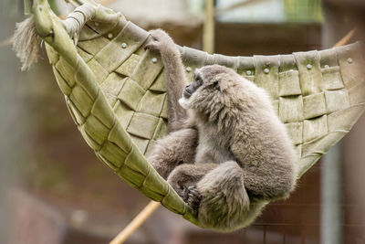 Full length of silvery gibbon in hammock