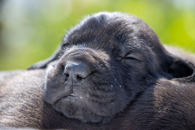Close-up of an animal sleeping