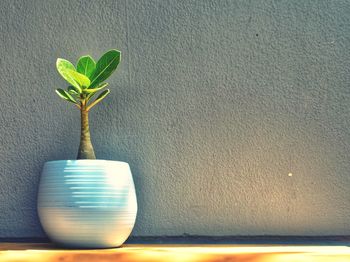 Close-up of potted plant against wall