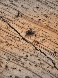 High angle view of spider on wood