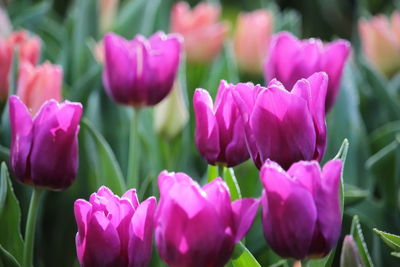 Close-up of pink tulips