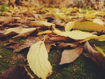 Close-up of dry maple leaves on field