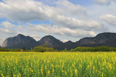 Scenic view of oilseed rape field against cloudy sky