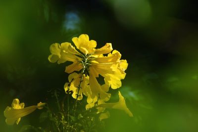 Close-up of yellow flowering plant