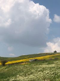 Scenic view of field against sky