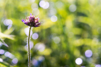 Meadow flowers. summer landscape. grasses in backlight. flower and bokeh.