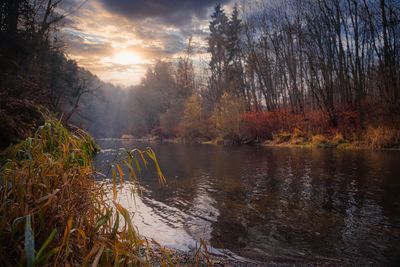 Scenic view of lake in forest against sky