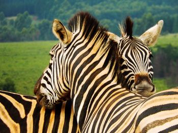 Close-up of a zebra pair