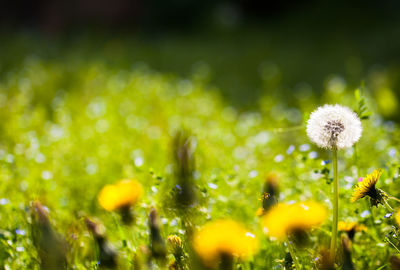 Close-up of water drops on dandelion against blurred background