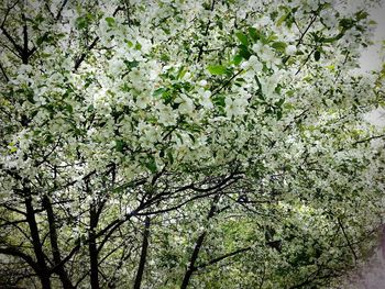 Low angle view of trees