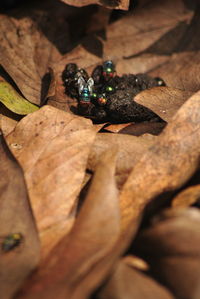 High angle view of dry leaves on wood