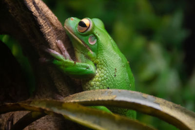 Close-up of lizard