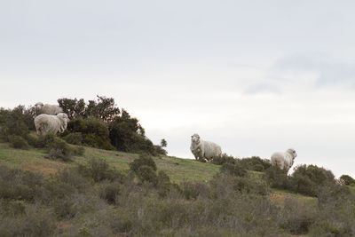 View of sheep on field against sky