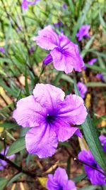 Close-up of purple flowering plant