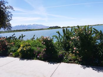 Scenic view of flowering plants by trees against sky